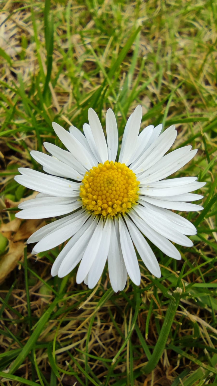 Daisy