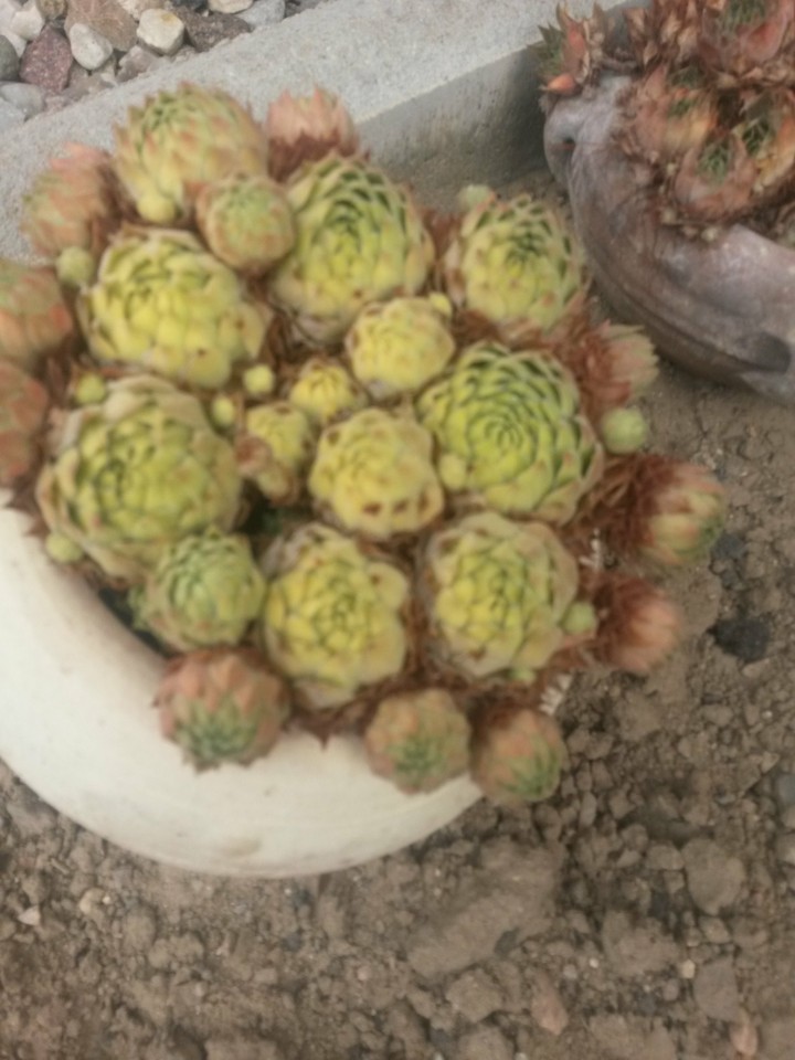 plants