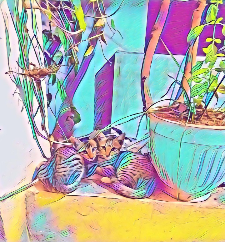 Meowwwww (｡◝‿◜｡)