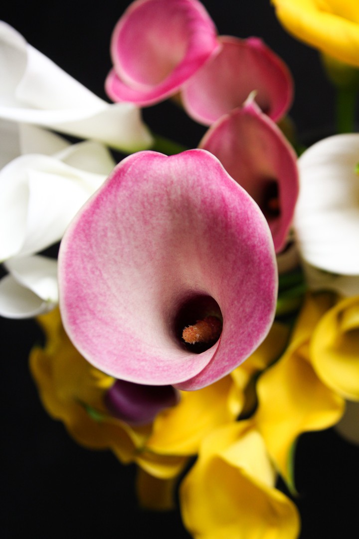 flowers