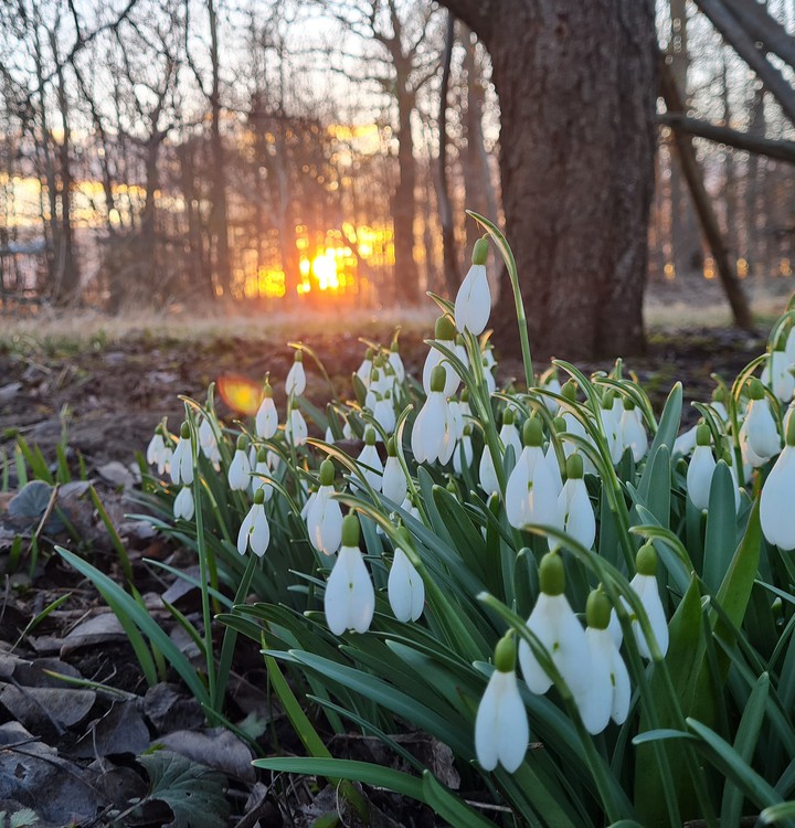 The Spring in the Forest