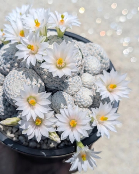 sfondi flowerpot, caryophyllales