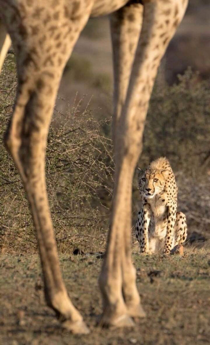 Tigre