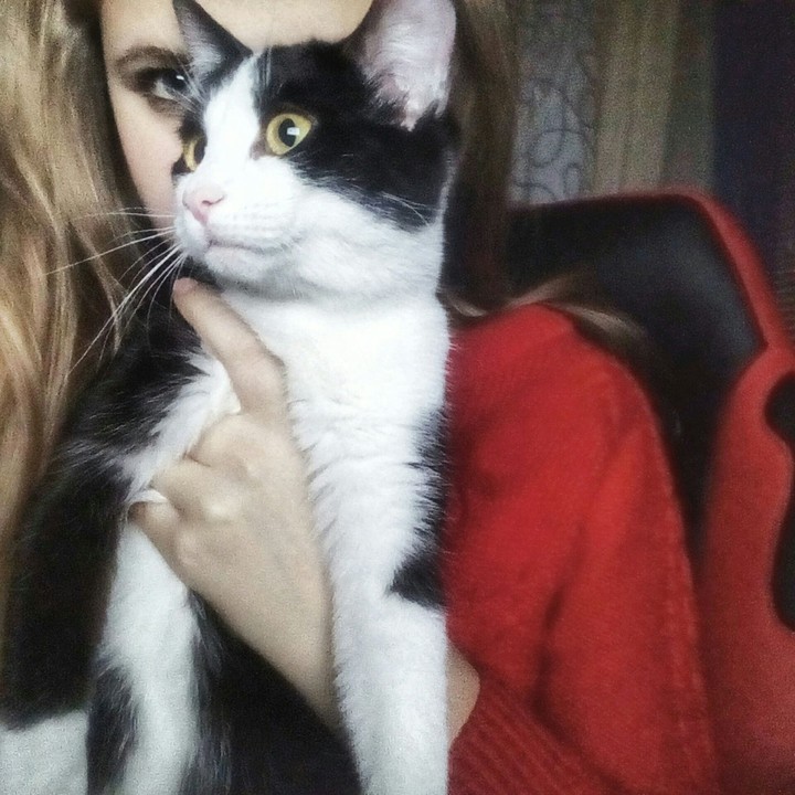 Cat.