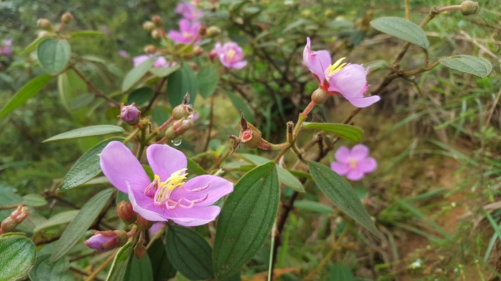 Rhodomyrtus tomentosa