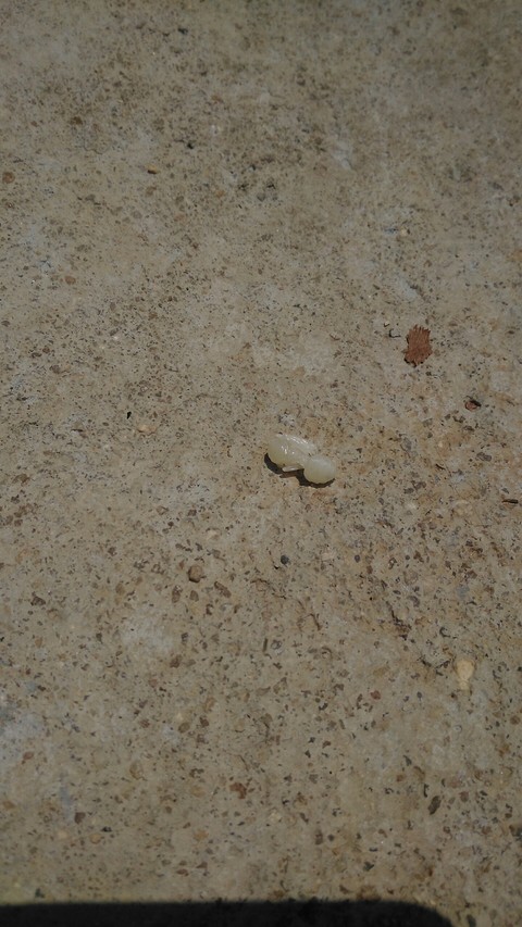 ant