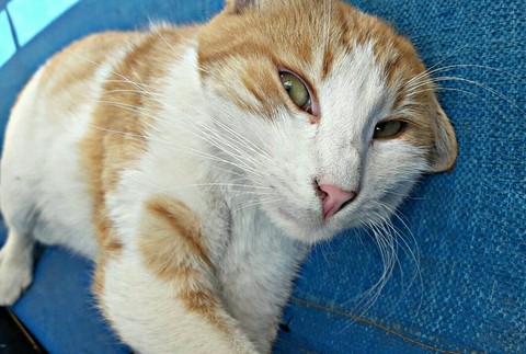 papéis de parede whiskers, snout