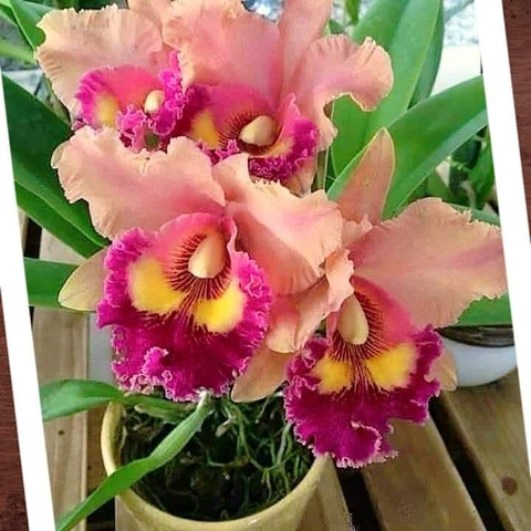 plant, pink wallpapers