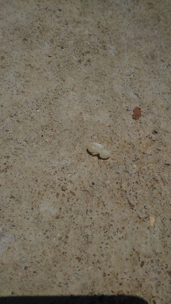 ant