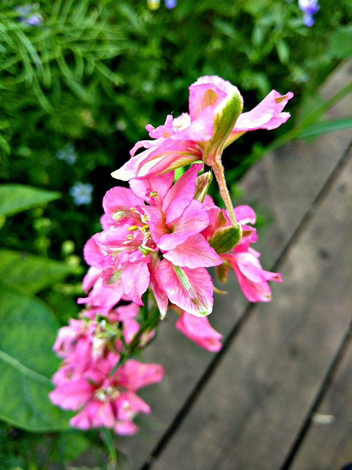 flower