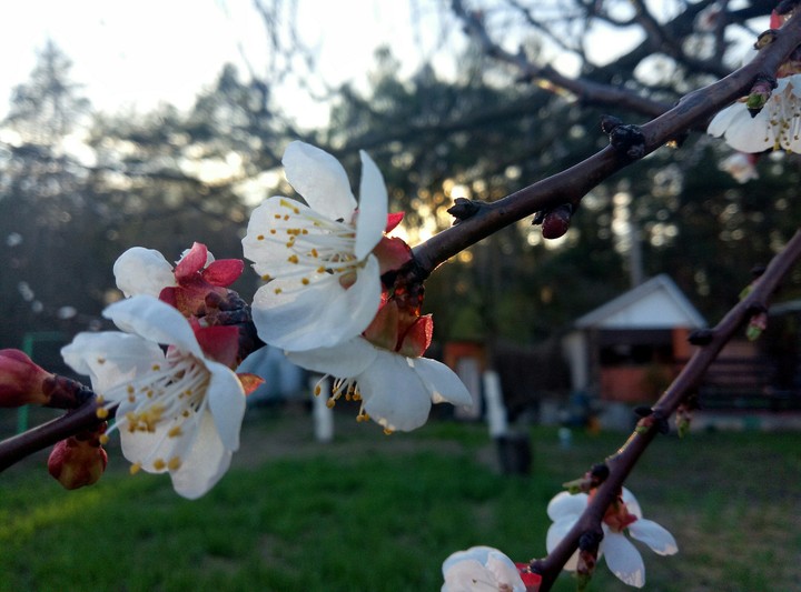 Spring