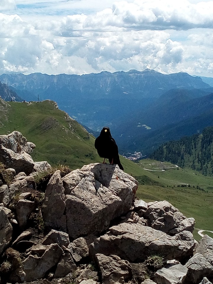 Trentino