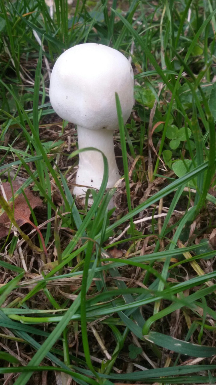Herbstbote