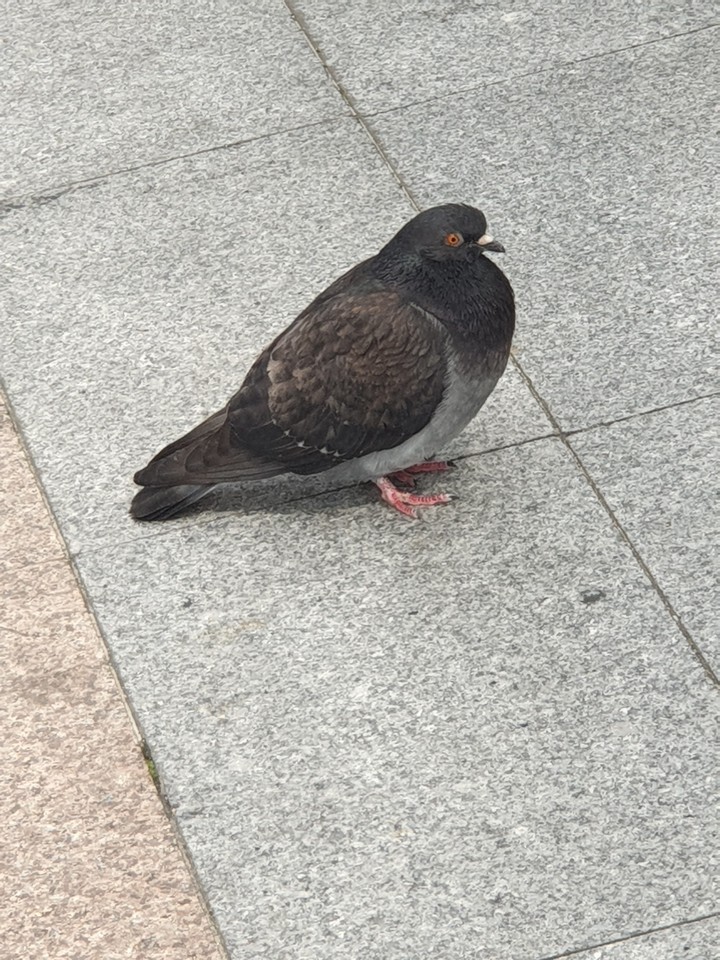 a Korean dove
