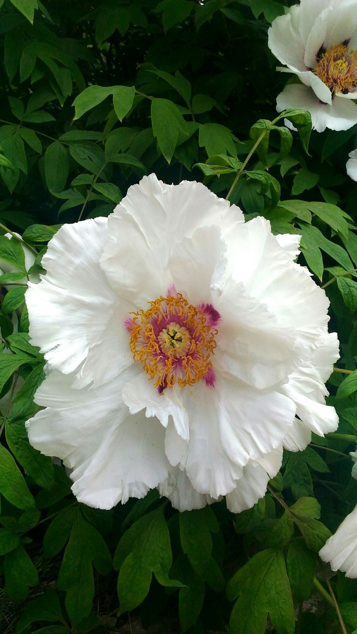 White peony