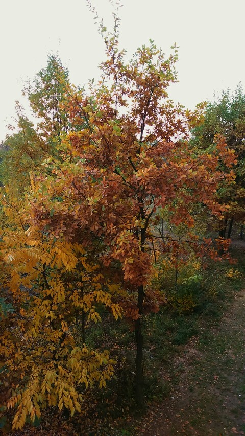 autumn