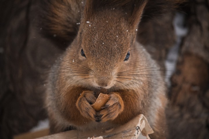 Squirrel