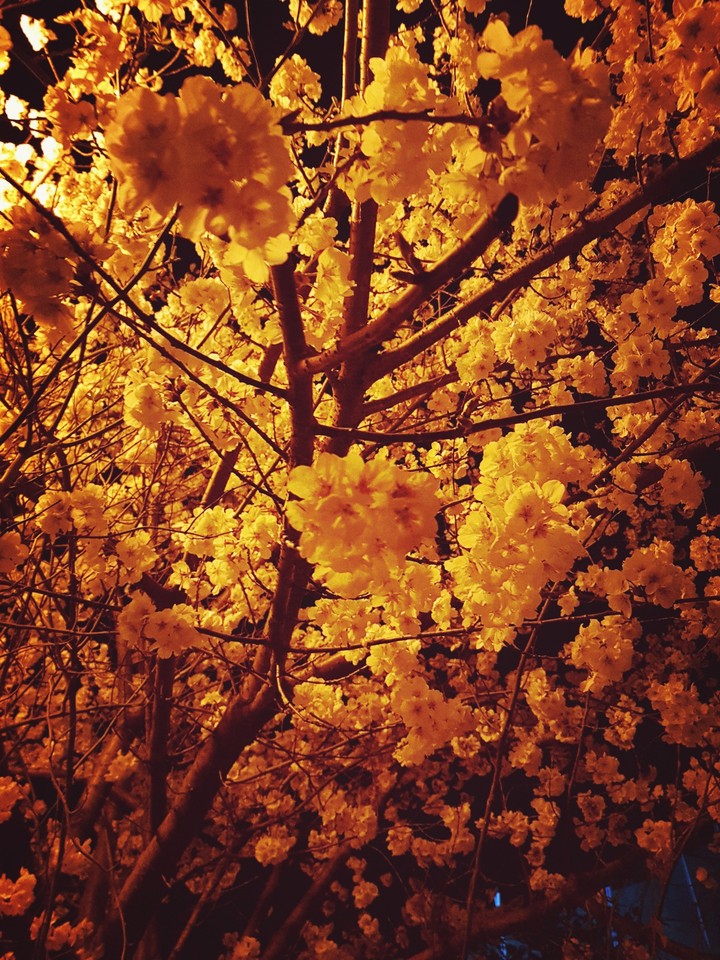 밤 벚꽃