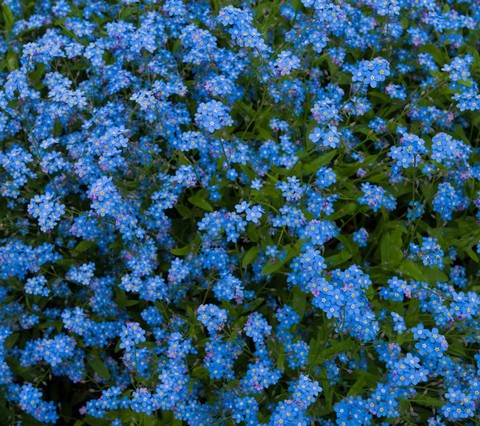 Nature In Blue