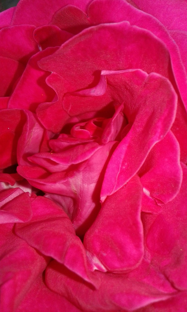 Rose :)