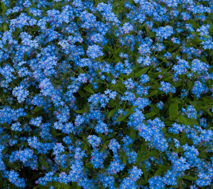 Nature In Blue