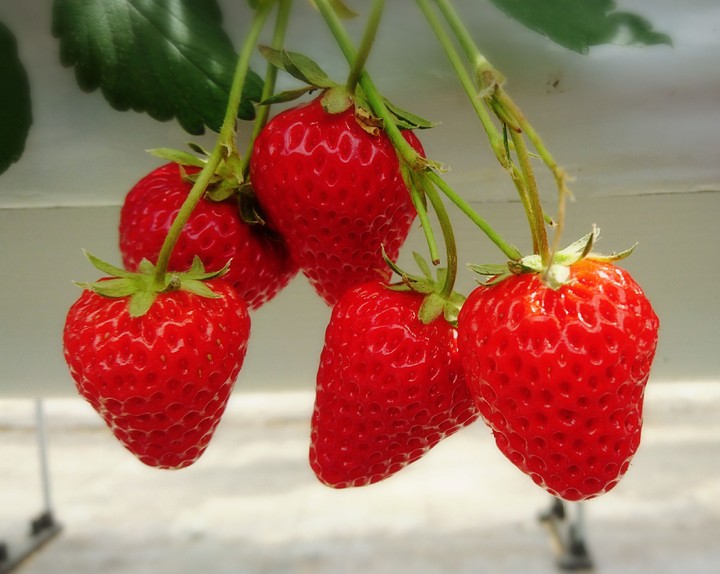 苺(strawberry)