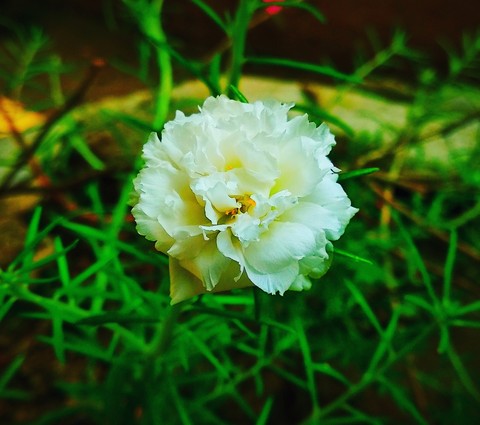 Japanese Rose or Vietnamese Rose