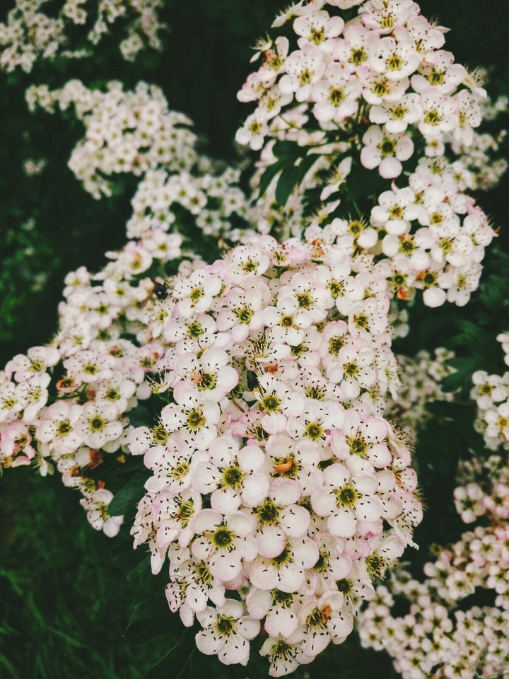 natura
