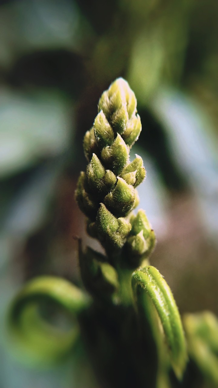 Mango flowers