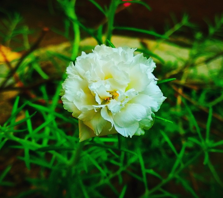 Japanese Rose or Vietnamese Rose