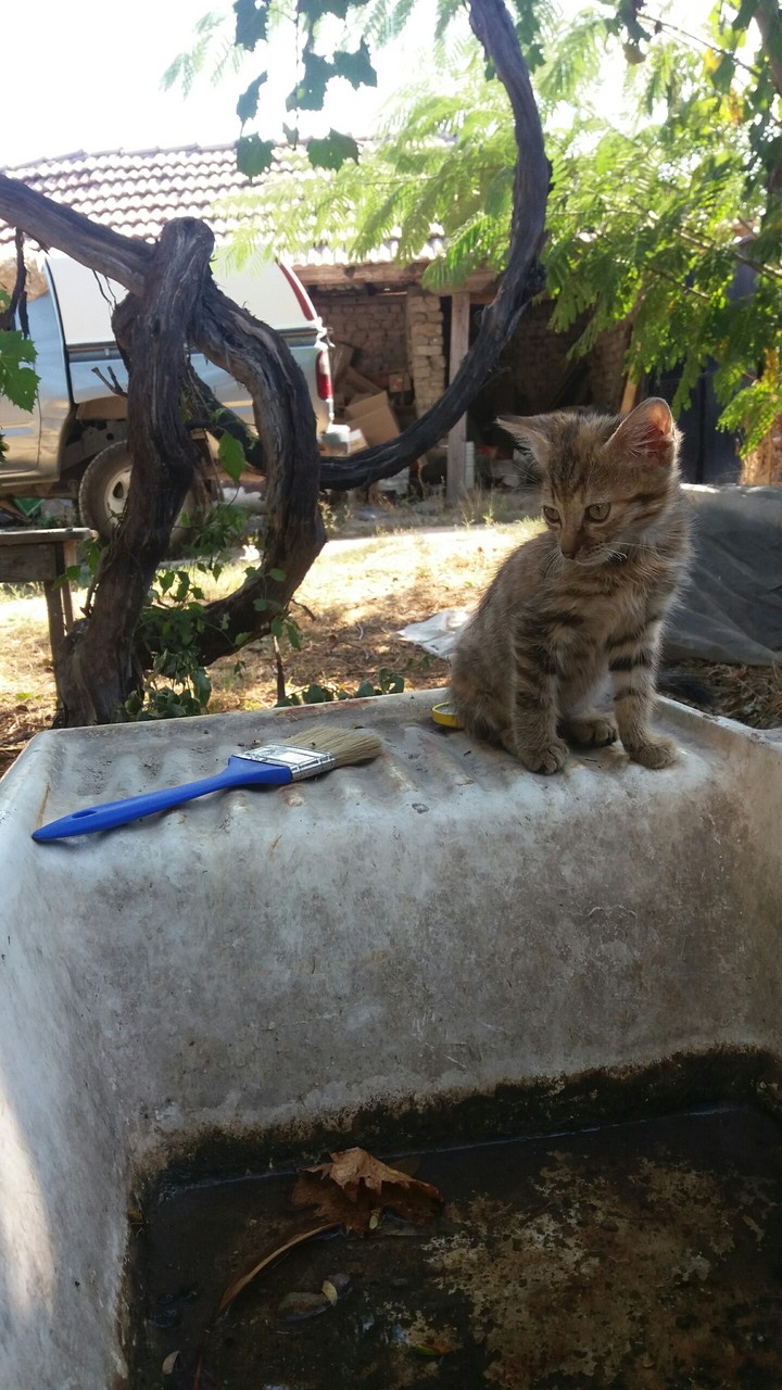 cat
