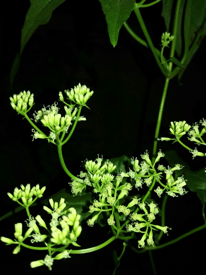 Night green