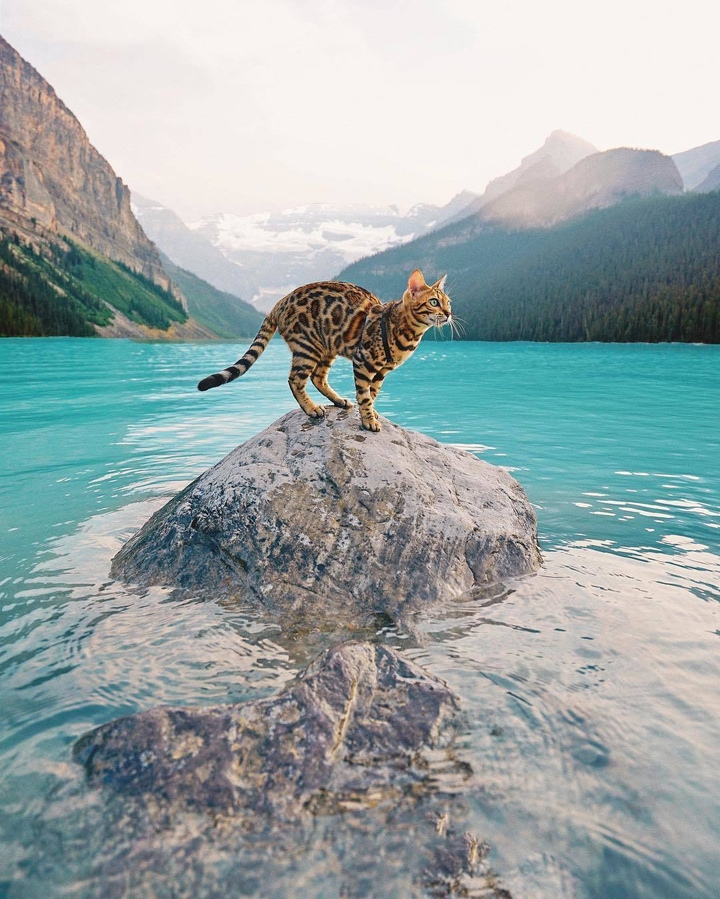 cat