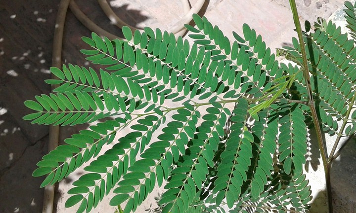 green