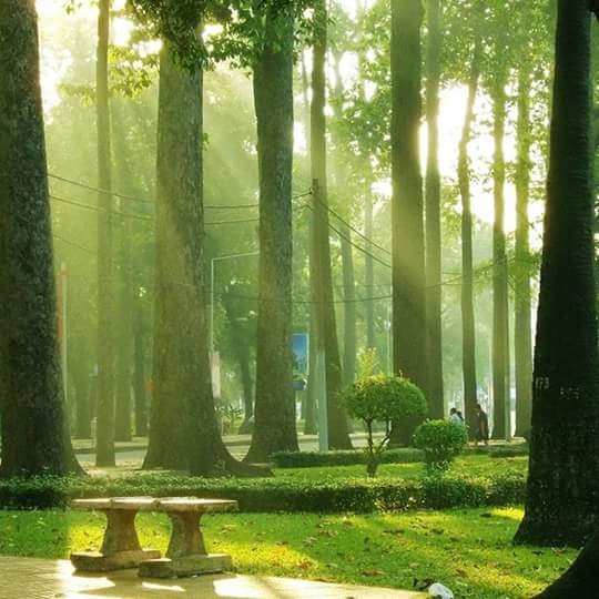 tree