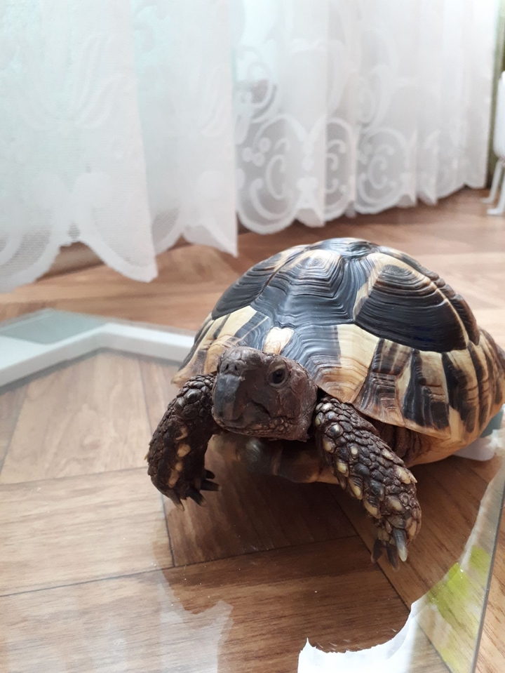 Балканский красавец