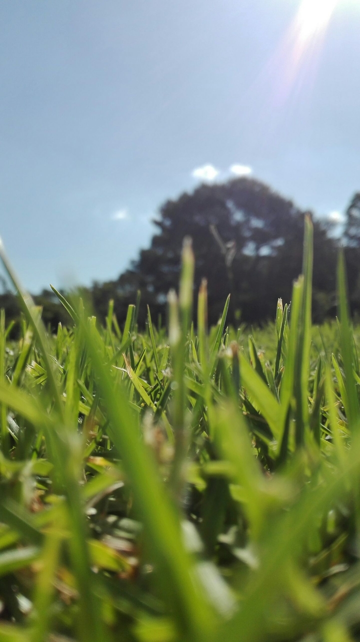 grass field