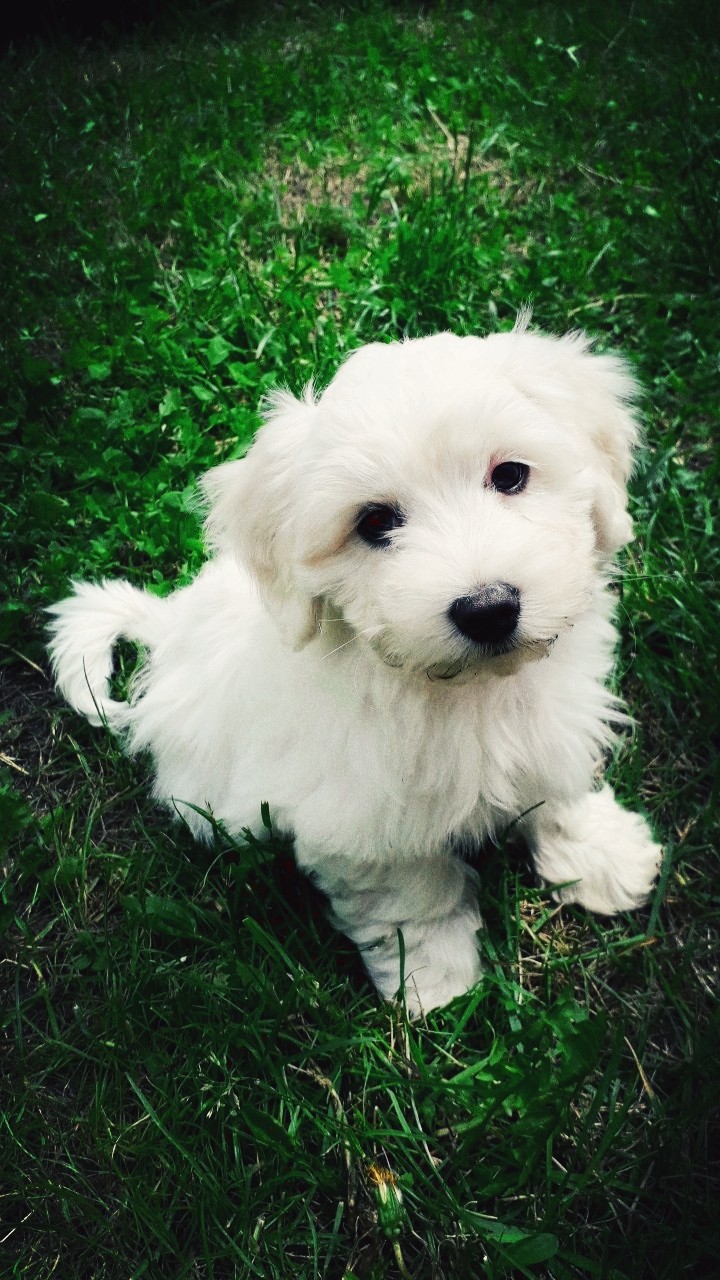 My dog :D