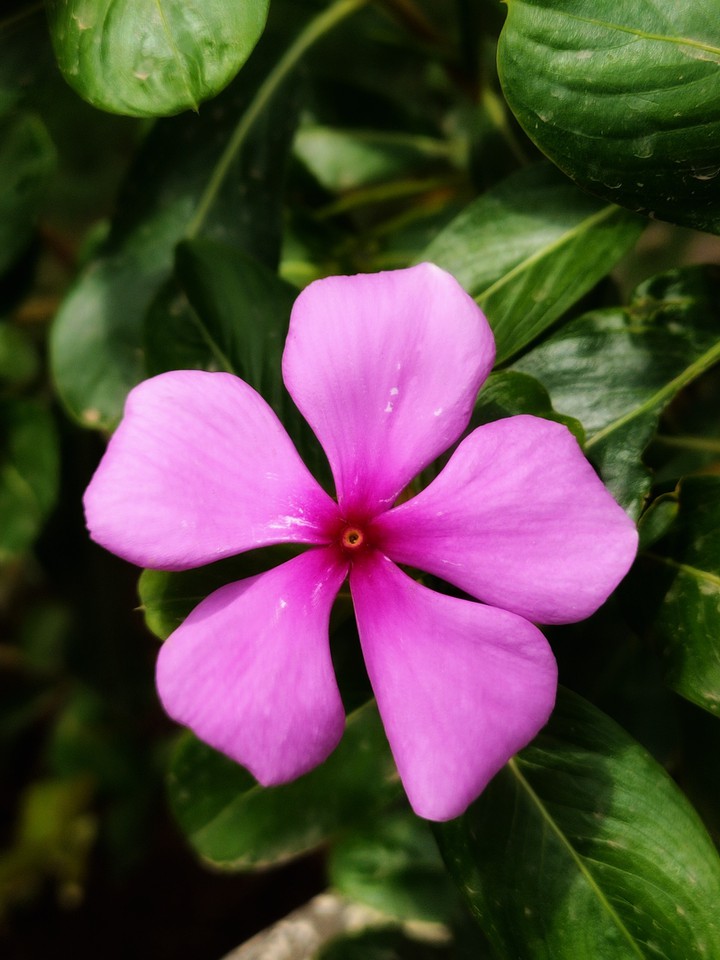Bloom