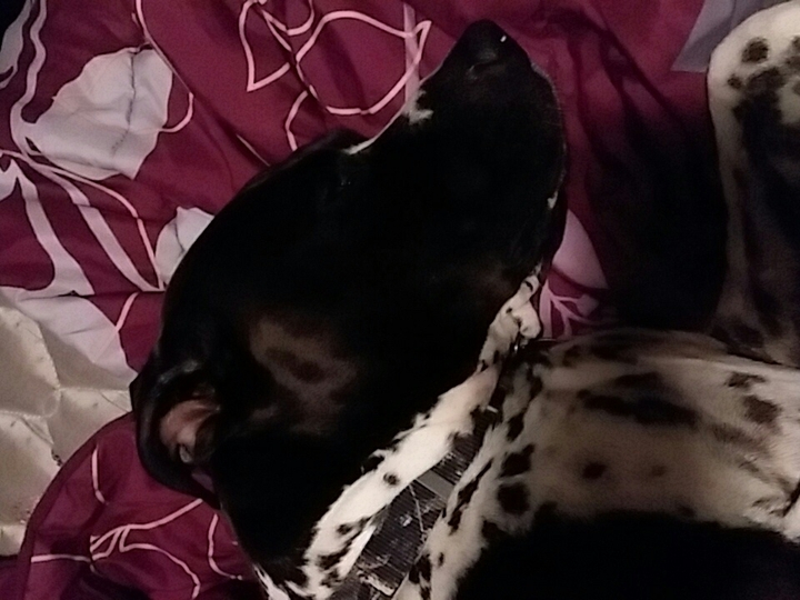 My sleepy pupper. ❤