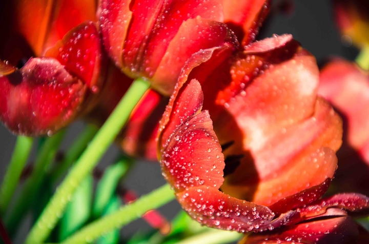 Tulips