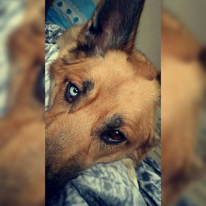 blue/brown