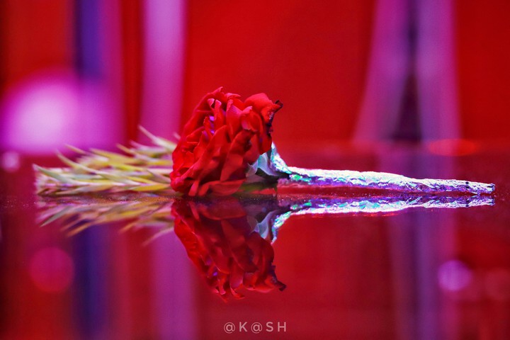red rose