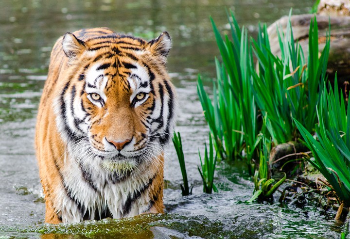 tiger in water
