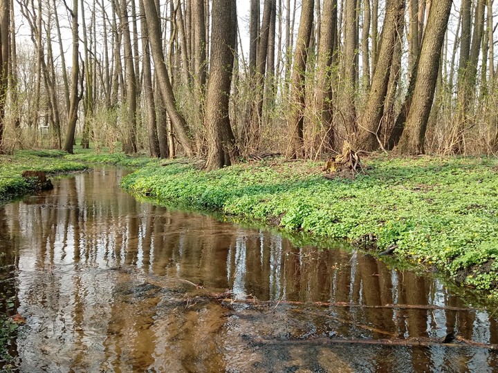 wiosna i drzewa