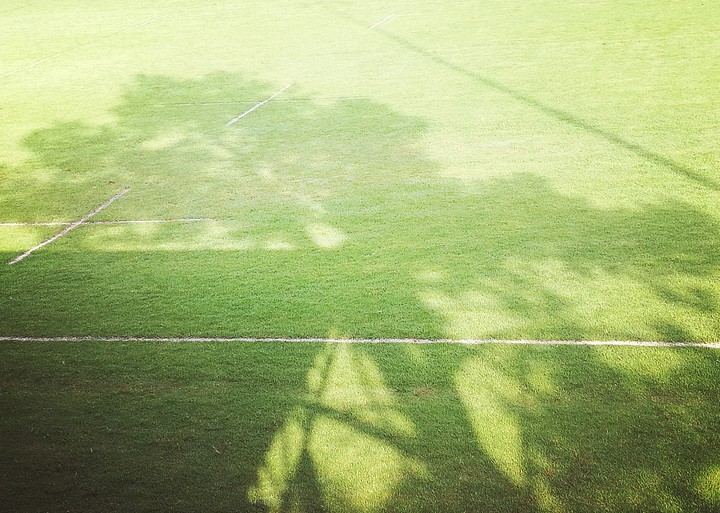 Shadow of the great tree.