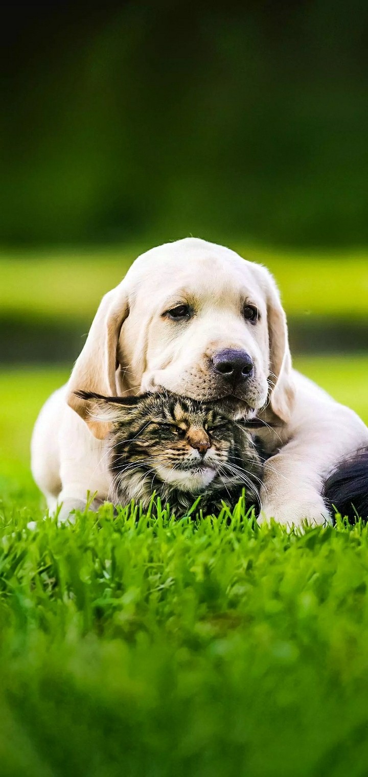animals