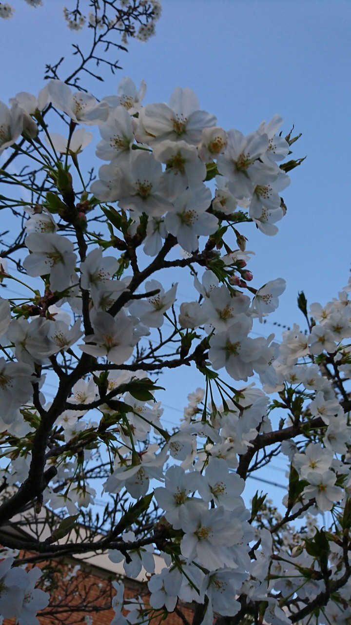 cherryblossoms