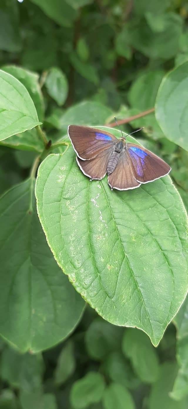 blue butterfly