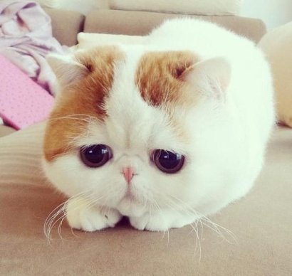 kitty